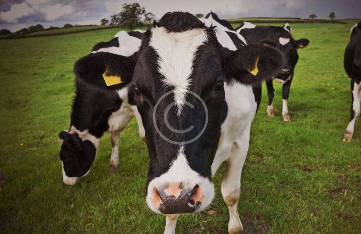 Technology Improves Cattle Breeding